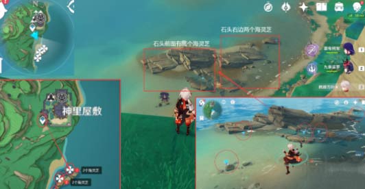 原神海灵芝哪里最多-海灵芝快速采集路线图文攻略