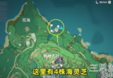 原神海灵芝在哪里获得-分享7个海灵芝最密集采集点