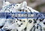 芝士雪豹是什么意思网络用语(芝士雪豹含义解析)
