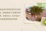 原神枣椰有什么用-枣椰作用及采集路线一览